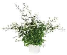 Load image into Gallery viewer, Pink Jasmine