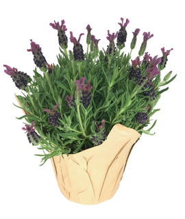 Anouk Lavender