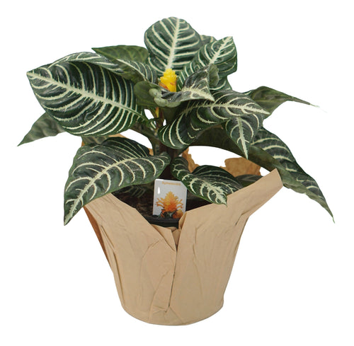 Aphelandra 