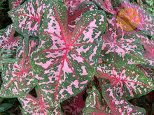 Load image into Gallery viewer, 6&quot; Caladium - Assorted colours