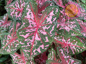 6" Caladium - Assorted colours