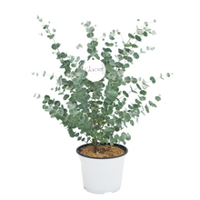 Load image into Gallery viewer, Eucalyptus