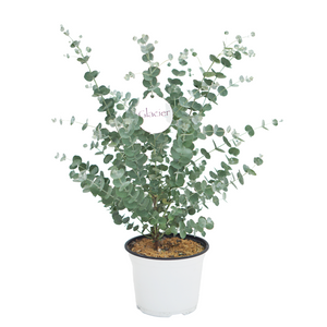 Eucalyptus