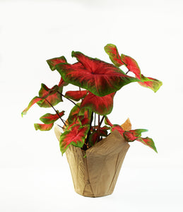 6" Caladium - Assorted colours
