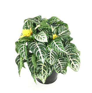 Aphelandra 'Zebra'