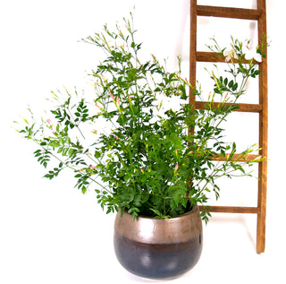 Jasmine Officinale 'Common'