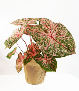 6" Caladium - Assorted colours