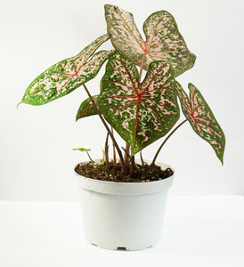 6" Caladium - Assorted colours
