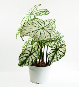 6" Caladium - Assorted colours