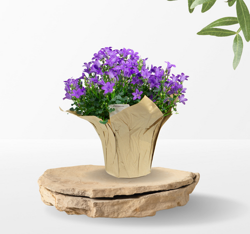 Campanula
