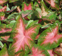Load image into Gallery viewer, 6&quot; Caladium - Assorted colours