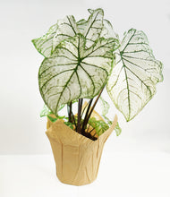 Load image into Gallery viewer, 6&quot; Caladium - Assorted colours