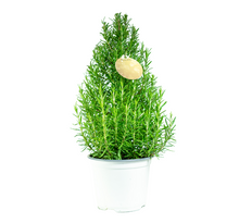 Load image into Gallery viewer, Rosemary tree