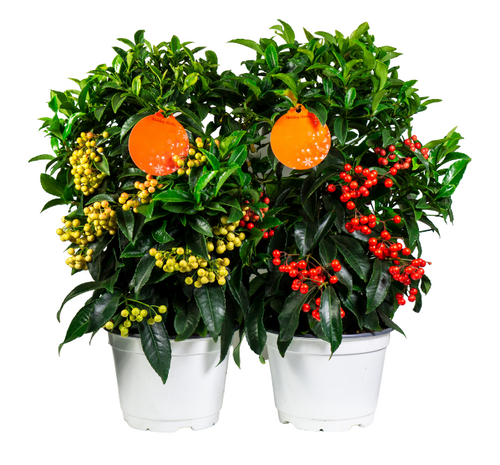Ardisia