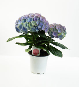 4" Hydrangea