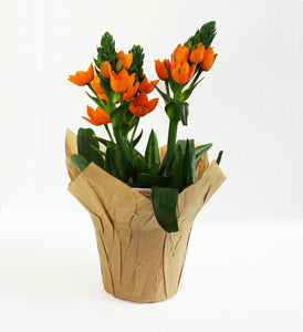 Ornithogalum 4" and 6"