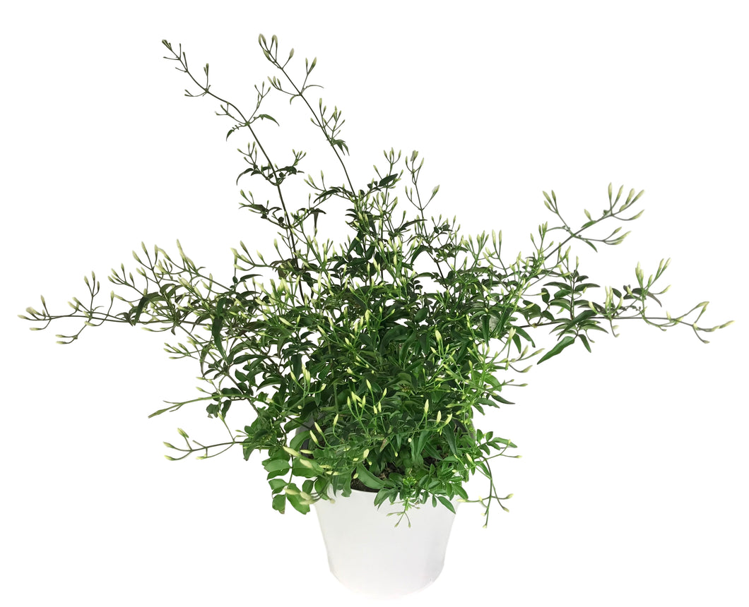 Pink Jasmine