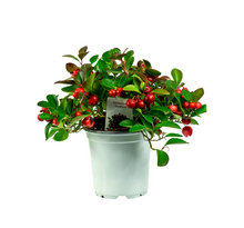 Load image into Gallery viewer, Gaultheria - Wintergreen