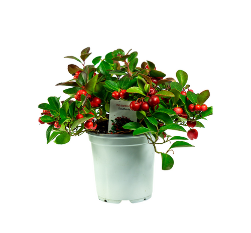 Gaultheria - Wintergreen