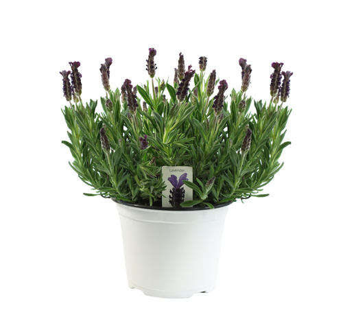 Lavender