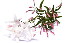 Load image into Gallery viewer, Pink Jasmine