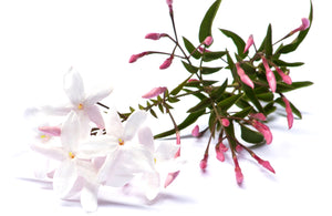 Pink Jasmine