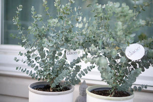 Eucalyptus