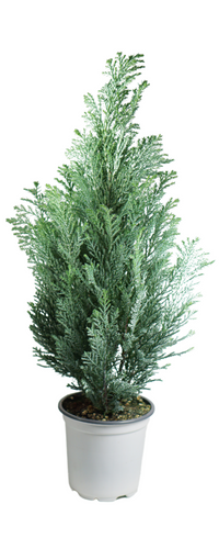 Moonlit False Cypress