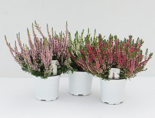 Calluna - Fall heather
