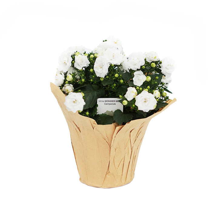 Campanula Wonder Mee