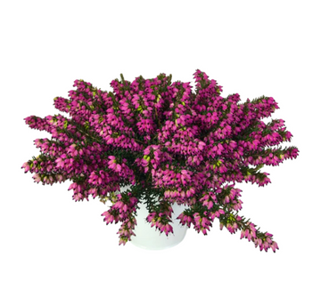 Erica - Winter Heath