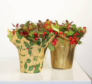 Gaultheria - Wintergreen