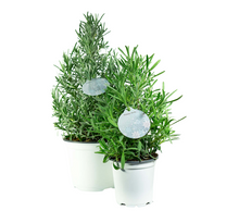 Load image into Gallery viewer, Lavender Tree