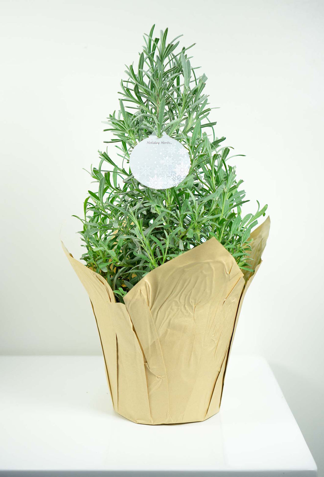 holiday herbs lavender tree Lavender Tree