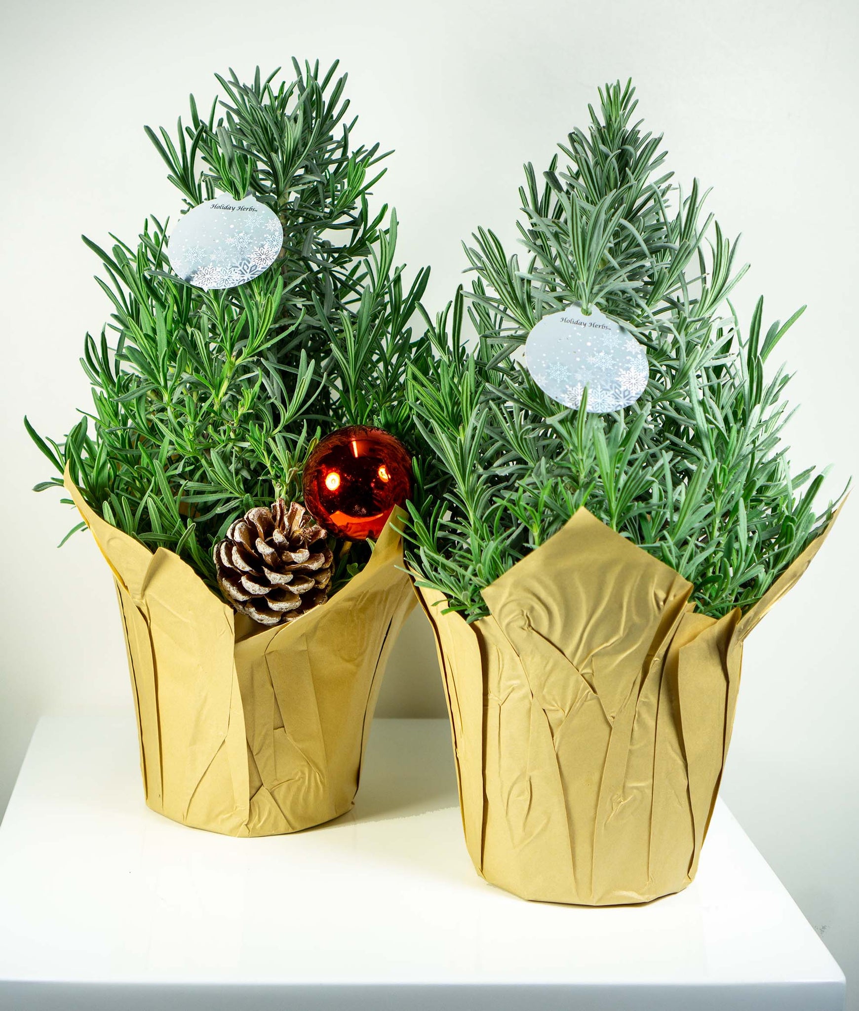 holiday lavender tree Lavender Tree