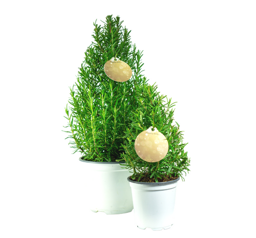 Rosemary tree