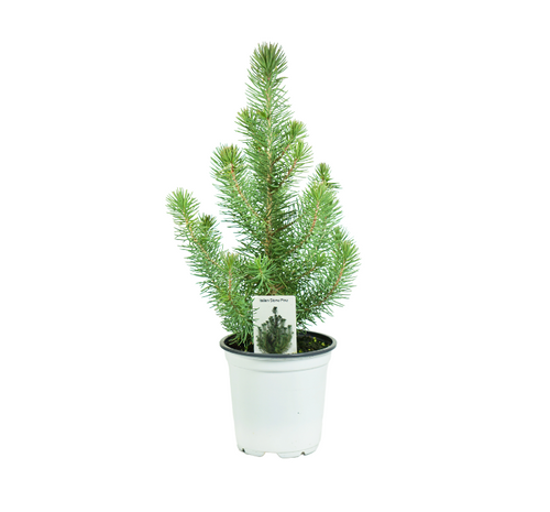 Italian Stone Pine